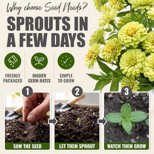 Seed Needs Envy Zinnia Seeds to Plant Cut Flowers - 10 Packs - Image 5