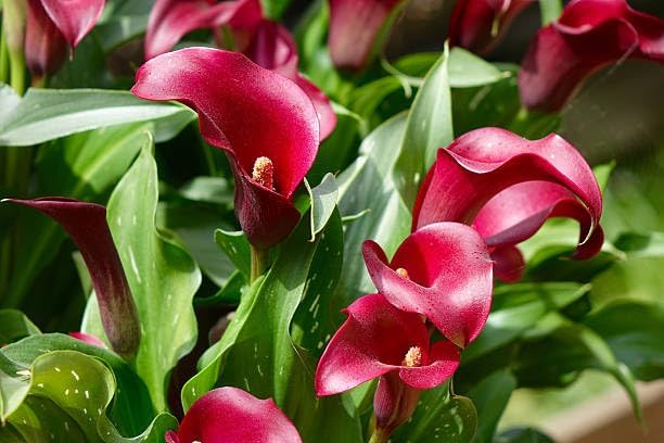 Mix Calla Lily Seeds for Planting - 200+ Non-GMO Heirloom Seeds, Elegant Trumpet Flowers, Long-Lasting Cut Flower for Home Garden, Patio Container, Indoor Bonsai - Image 4