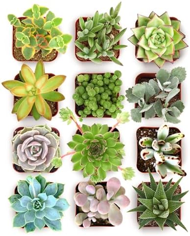 Shop Succulents - Live Collectors Mini Succulents, 2 Inch Pots, 12 Pack by ShopSucculents