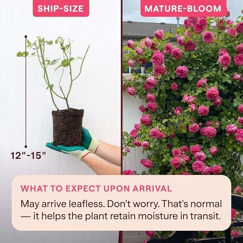 Heirloom Climbing Roses, Live Own Root Plant, Pretty in Pink Eden Climber® - Image 2