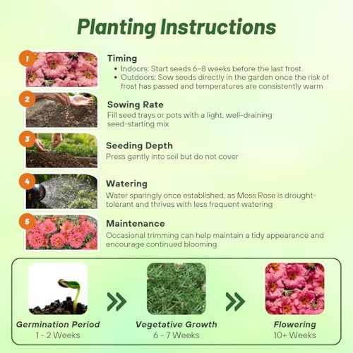Outsidepride Sundial Peach Portulaca Moss Rose Seeds - 250 Pcs Annual, Heat & Drought Tolerant, Soil Adaptable Moss Seeds Ground Cover & Flower Seeds for Planting in Gardens & Xeriscapes (AAS Winner) - Image 5