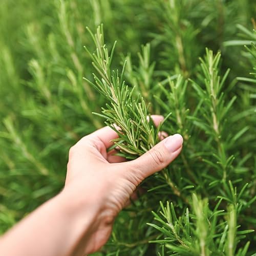 The Old Farmer's Almanac Heirloom Culinary Rosemary Herb Seeds - Premium Non-GMO, Open Pollinated, Drought & Cold Tolerant (1 Packet - 200 MG - Approx 180 Seeds) - Image 2