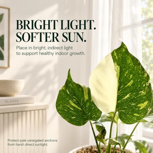 Monstera Thai Constellation Starter Live Plant - Swiss Cheese Houseplant - Image 5