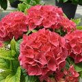 Ruby Red Pink Hydrangea Live Plant, Flower Bush, 2.5 Inch Pot by HILROQG