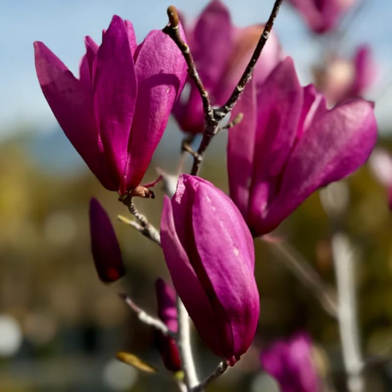 Ann Magnolia Tree Live Plant, Blooming Shrub, 4-8 Inch Tall - Image 6