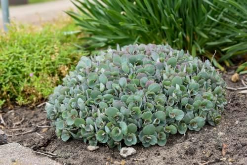 Live Plant from Green Promise Farms - Proven Winners, Sedum Rock 'N Round 'Popstar' Stonecrop, Pink/Purple Flowers - #1 Gallon Size Container - Image 2