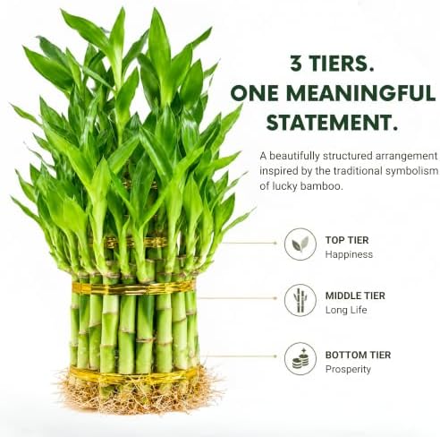 Lucky Bamboo Live Plant, 3 Layer Dracaena Sanderiana Houseplant - Image 3