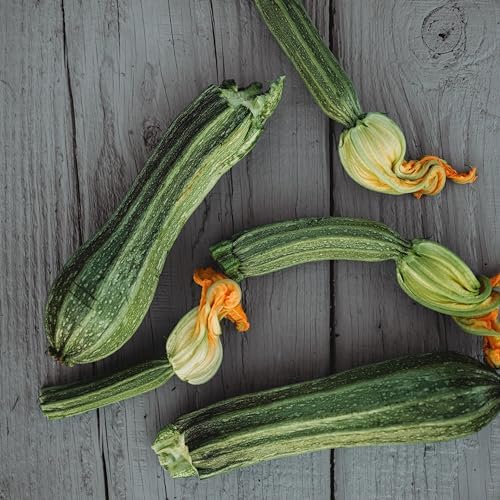 Costata Romanesco Zucchini - 25 Heirloom Zucchini Seeds, Thresh Seed Co. - Image 3