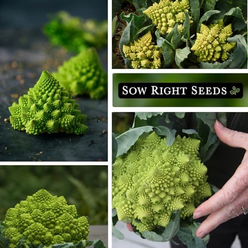 Sow Right Seeds - Romanesco Broccoli Seed for Planting Vegetable Garden 4pk - Image 4