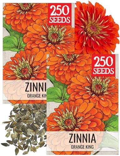 Seed Needs Orange King Zinnia Seeds to Plant Cut Flowers - 2 Packs by SeedNeeds