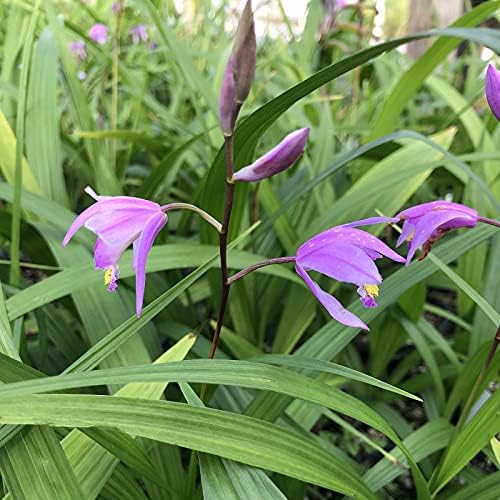 Beltilla Yokohama Kate Lavender Terrestrial Ground Orchid Live Plant - Image 3