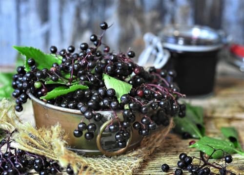 Elderberry Plants Live, Black American Sweet Elderberry Bush, 6-12 Inches Height, 2 Pack - Image 3