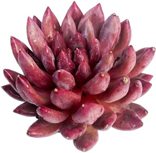 Echeveria 'Cherry' Live Succulent Plant 2-2.5", Bare Root Succulent, No Pot or Soil, Compact Rosette Indoor Plant for Decorative Planters, Home Decor & Succulent Collections by THEONEBLOOM