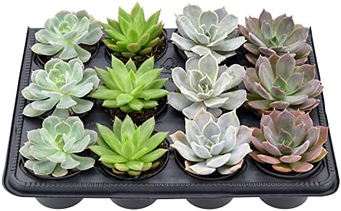 Arcadia Garden Products Live Assorted Mini Succulents in 2 in. Grower Pot, 12-Pack, Green (LV66) ***Cannot Ship to Hawaii*** - Image 2