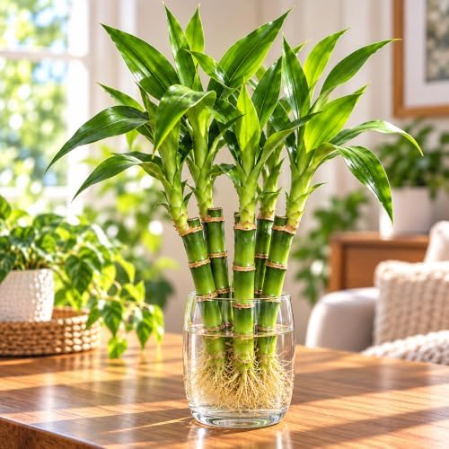 6" Lucky Bamboo Live Plants – Indoor Water or Soil Growing – Feng Shui Good Luck Plants-3 Stalks - Image 3