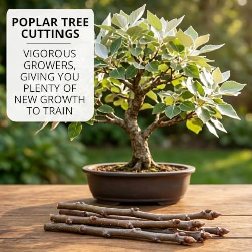 Silver Leaf Poplar Bonsai Tree Cuttings, Populus alba Live Wood Starters - Image 4