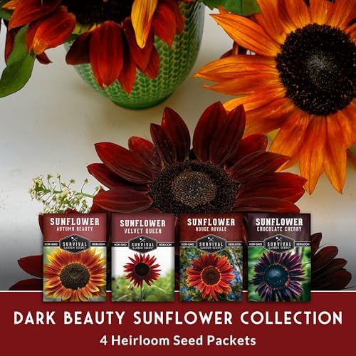 Dark Sunflower Seeds for Planting – 4 Gothic Heirloom Sunflowers - Image 3