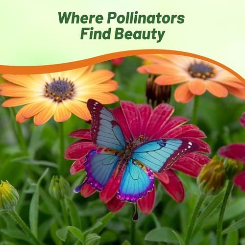 Outsidepride Sunset Mix Osteospermum African Daisy Seeds - 10 Pcs. Perennial Flower Seeds for Planting Outdoors with Long-Lasting Blooms, Drought-Tolerant, Easy to Grow for Sunny Gardens & Borders - Image 5
