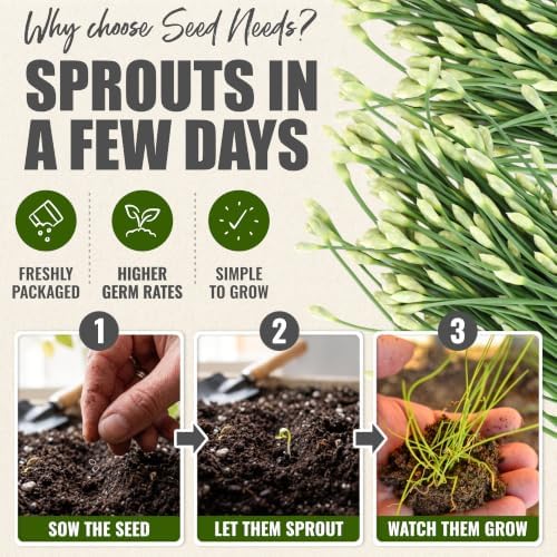 Seed Needs Garlic Chives Seeds to Plant an Herb Garden - 5 Packs - Image 5