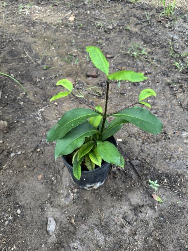 Exotic Mangosteen Purple (Garcinia Mangostana) Mangostan Tropical Live Fruit Tree 10in to 24in - Image 2