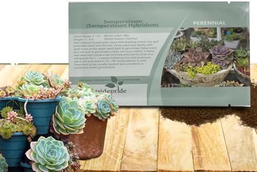 Outsidepride Hybridum Sempervivum Seeds - 500 Pcs Perennial Flower Mix Seeds with Long Blooming Season & Attractive to Pollinators, Easy to Propagate for Borders, Containers, or Cottage Gardens by Outsidepride