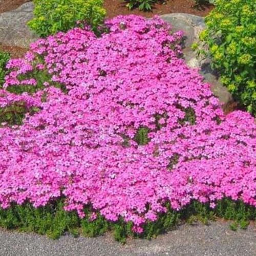 2 Red Creeping Phlox Plants Live, Outdoor Landscape Perennial - Image 4