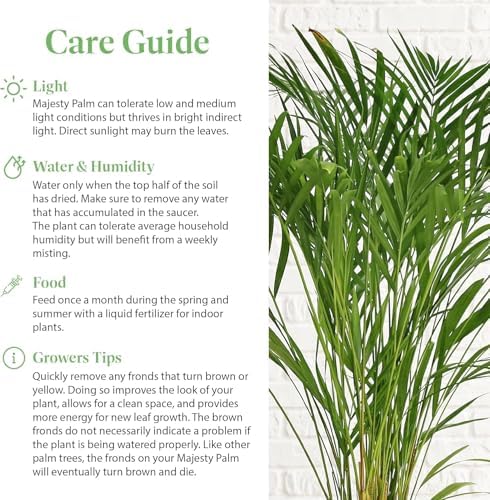 American Plant Exchange Majesty Palm – 10-Inch Pot – Live Tropical Houseplant with Arching Green Fronds, Easy Care Indoor or Patio Plant for Home, Office, Apartment & Landscape Décor - Image 4