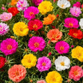 11000+ Mix Moss Rose Seeds for Planting - Drought-Tolerant, Ground Cover Plant, Ideal for Rock Gardens & Hanging Baskets, Low-Maintenance Landscape by Unknown
