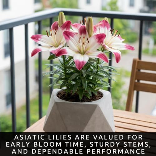3 Lollipop Asiatic Lily Bulbs for Planting | Pink & White Bicolor Lily Flowers | Hardy Perennial Summer Blooms | Fragrant Garden Accent & Cut Flowers | Premium Flower Bulbs - Image 5