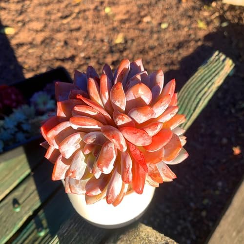 Echeveria Orange Monroe Rare Live Succulent, Multi-Head Rosette Succulent, 3-4 Heads 3.5 Inch Bare Root Live Plant, No Pot Soil, Easy Care Indoor Houseplant, Outdoor Plant Party Decoration - Image 3