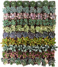 Shop Succulents Assorted Succulent Plant Pack Collection - Live Mini Succulent Plants, Low Maintenance, Mixture of Colors & Textures - Wedding and Party Favors, Gift & Garden by ShopSucculents