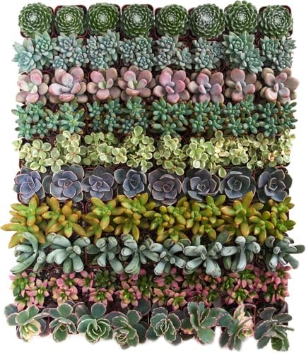 Shop Succulents Assorted Succulent Plant Pack Collection - Live Mini Succulent Plants, Low Maintenance, Mixture of Colors & Textures - Wedding and Party Favors, Gift & Garden by ShopSucculents