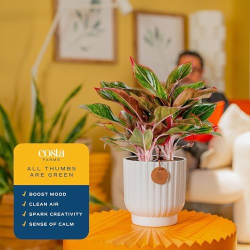 Costa Farms Chinese Evergreen, Live Indoor Plant, Easy Care, Home Decor - Image 5