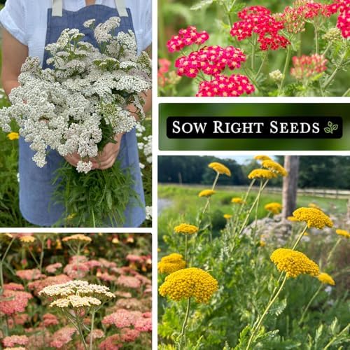 Sow Right Seeds - Yarrow Seed Collection for Planting Perennial Medicinal - Image 6