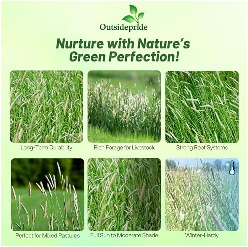 Outsidepride Climax Timothy Pasture Grass Seed - 25 Lbs. Perennial, Hardy, Easy to Grow, High-Yield, & Palatable, Winter Pasture Seed for Late-Spring Grazing, Hay Harvesting & Field Curing - Image 3