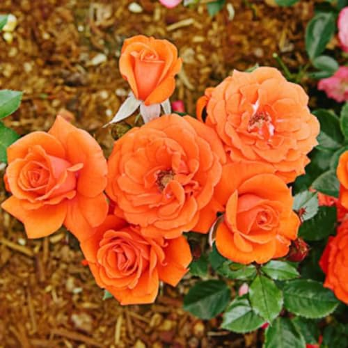 Random Climbing Live Rose Plant, Bush, 5-10 Inch Tall - Image 3