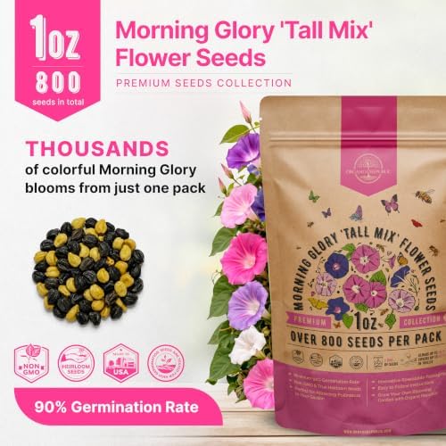 Morning Glory Tall Mix Seeds 1oz Over 800 Non-GMO Heirloom Ipomoea purpurea Seeds for Planting, Annual Flowers in Individual Packet, Planting Home Garden Indoor & Outdoor Gardening - Image 3
