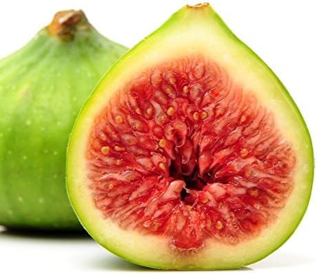 Kadota Fig Tree Live Plant - Ficus carica - Wellspring Gardens Starter Plant - Image 3