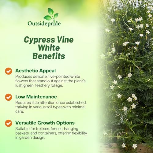 Outsidepride White Cypress Vine Seeds - 200 Pcs Annual Flower Seeds with Nectar-Rich, Star-Shaped Flowers & Feathery, Fern-Like Leaves for Fences, Trellises, Pergolas & Vertical Gardens - Image 3
