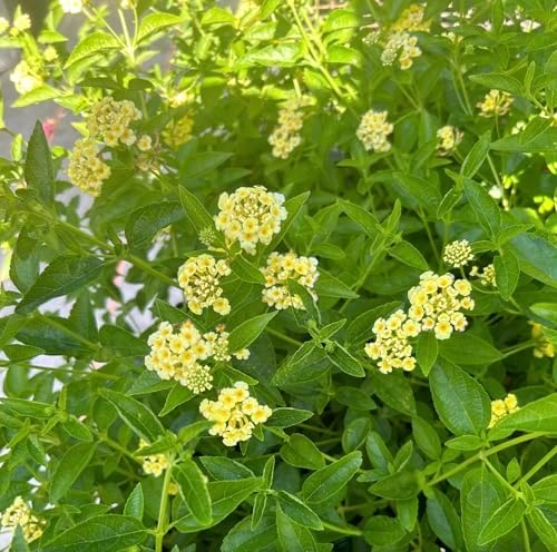 Lantana Plants Live - Lemon Drop Yellow Pack of 3 Lantana Live Plants for Planting - 4-6 Inches Tall - Attracts Butterflies, Perfect for Containers, Low Maintenance - Image 2