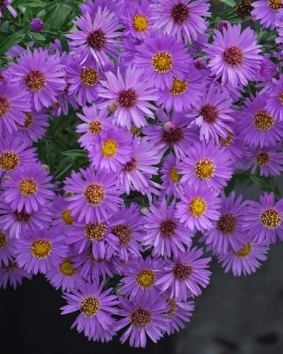 Perennial Farm Aster D. 'Wood's Purple' – Live Perennial in #1 Container, Pale Violet Daisy-Like Blooms, Compact & Hardy, Pollinator Friendly, Long Blooming, Great for Borders & Fall Gardens - Image 2