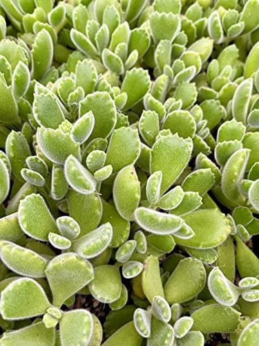 4" Bear Paws Live Succulent Houseplant, Rooted Cotyledon Tomentosa - Image 3