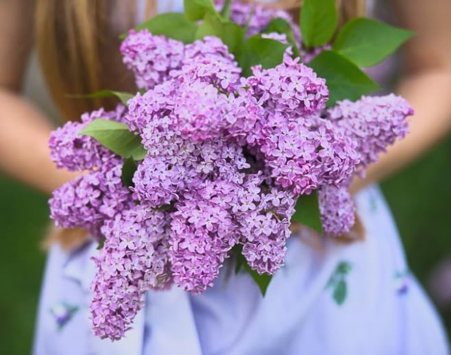 Old Fashioned Lilac Bushes Live Plants (2 Pack) – 14–24” Tall - Syringa vulgaris – Fragrant Lavender Purple Flowers – Hardy Flowering Shrubs - Image 4