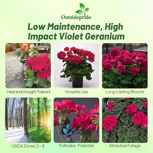 Outsidepride Violet Geranium Seeds for Planting - 50 Pcs Annual, Heat & Drought Tolerant Flower Seeds with Green Foliage & Violet Blooms for Pots, Borders & Lush Summer Garden Displays - Image 2