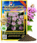 Everwilde Wild Bergamot Seeds 2,000 Count – Native Perennial Wildflower – Attracts Bees, Butterflies & Hummingbirds – Drought Tolerant & Deer Resistant – Pollinator Gardens – XL Mylar Jumbo Packet by Everwilde+Farms