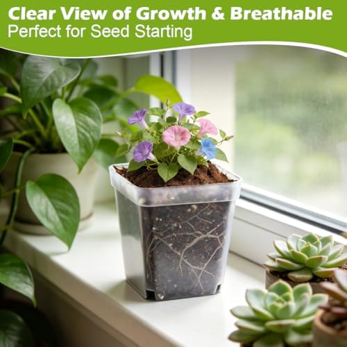 RooTrimmer 2.7 Inch Square Nursery Pots, 60 Packs Clear Seedling Pots with Drainage Holes, Reusable Propagation Pots Small Plant Container for Indoor Outdoor Gardening - Image 3