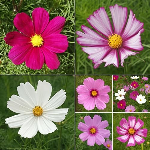 Ferry-Morse Bulk Cosmos Seed Mix, 68,000+, 1 lb - Image 2