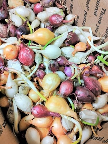 TomorrowSeeds - 3 Colors Mix Onion Sets (Bulbs) - 1/2 Pound (~50 Sets) - Fresh Crop, Stored Cold, for 2026 Planting Yellow, Red, White, Excellent Storage Noon Intermediate Intermediate Day - Image 3