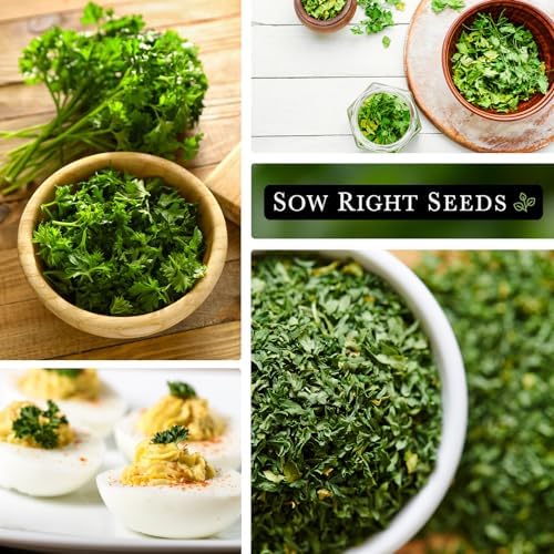 Sow Right Seeds - Curled Parsley Seed for Planting Your Own Herb Garden 3pk - Image 4