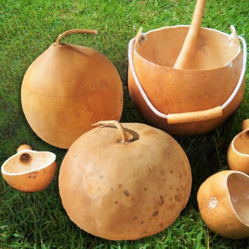 Bushel Gourd Seeds - 20+ Count - for 2026 Planting Hard-Shelled Ornamental Gourds Lagenaria Siceria Basketball Basket Bowl Carving African Squash Grow Your Own Home Farm Patio Healthy by TomorrowSeeds